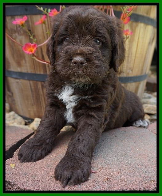 LIza Duke pups 5 wks old 171