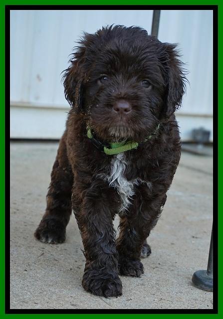 LIza Duke pups 5 wks old 191
