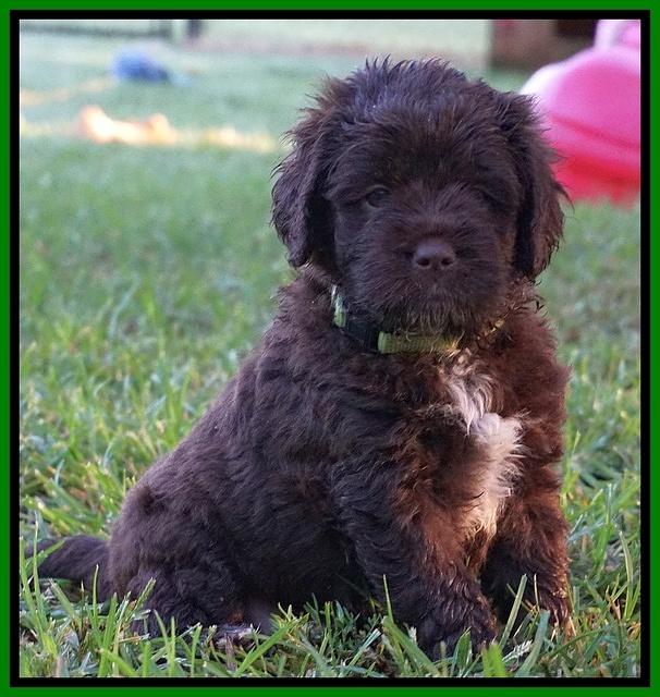 LIza Duke pups 5 wks old 211