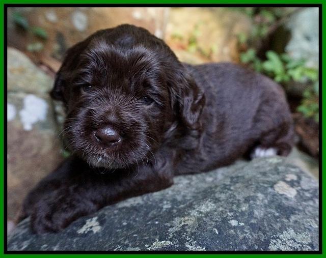 Liza Duke pups 3 wks old 141