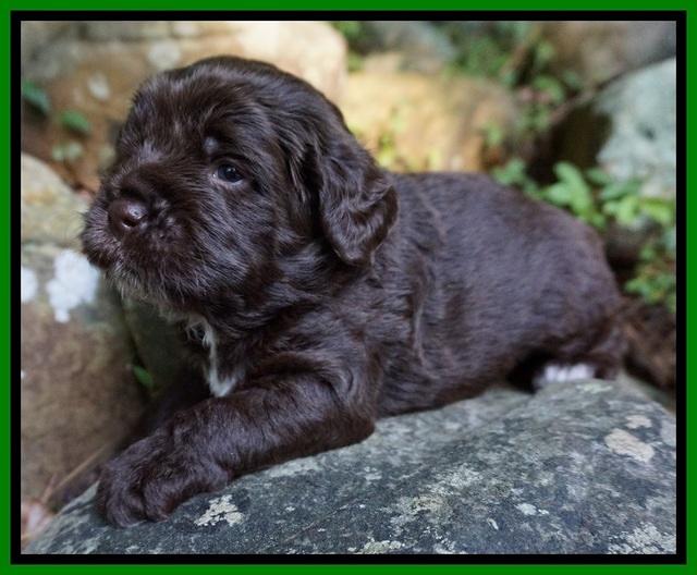 Liza Duke pups 3 wks old 151