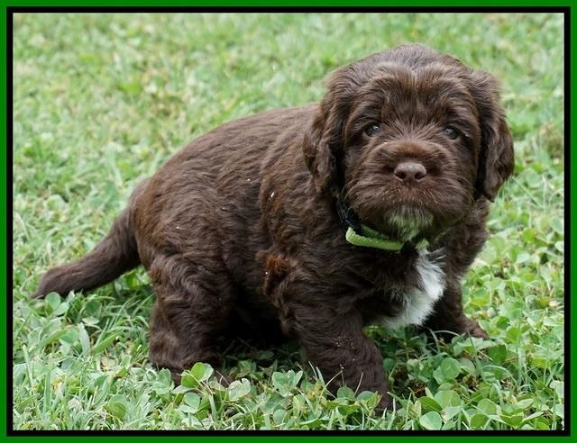 Liza Duke pups 4 wks old 141