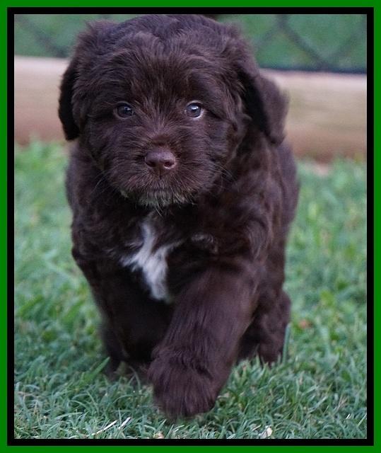 Liza Duke pups 6 wks old 211