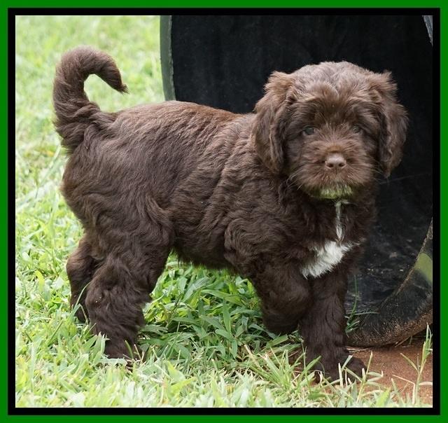 Liza Duke pups 6 wks old 221