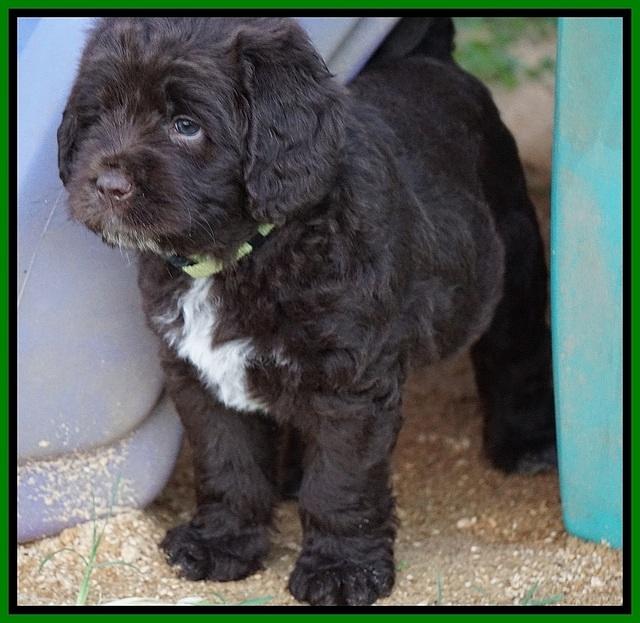Liza Duke pups 6 wks old 251