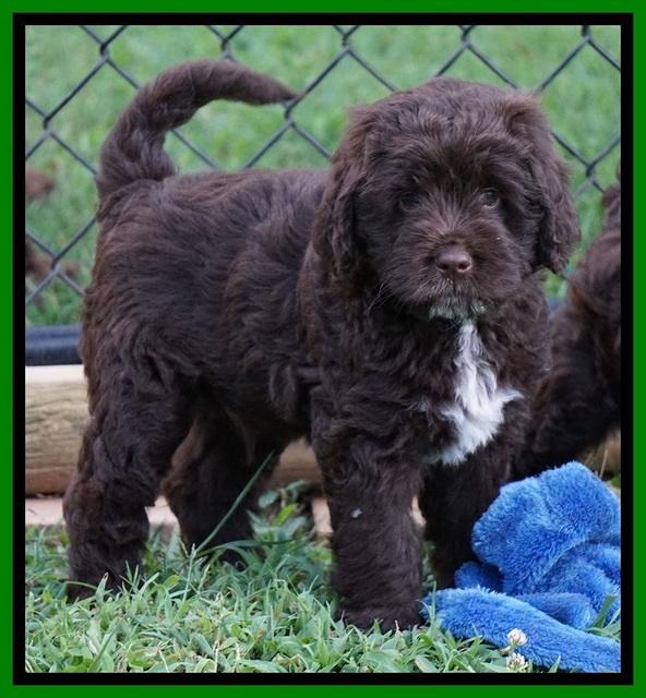 Liza Duke pups 7 wks old 281