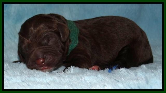 Liza Duke pups newborn 91