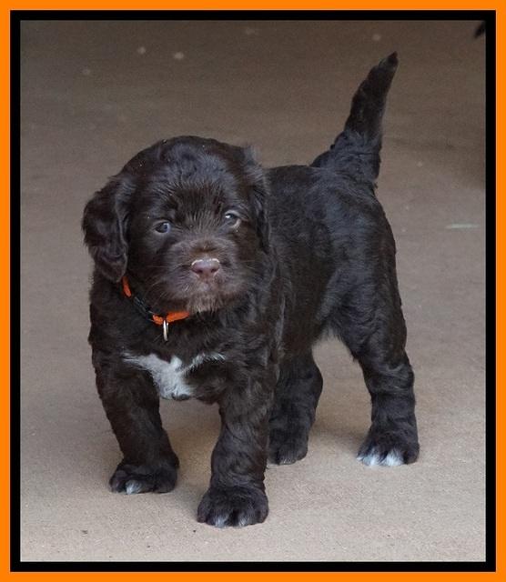 LIza Duke pups 4 wks old 241