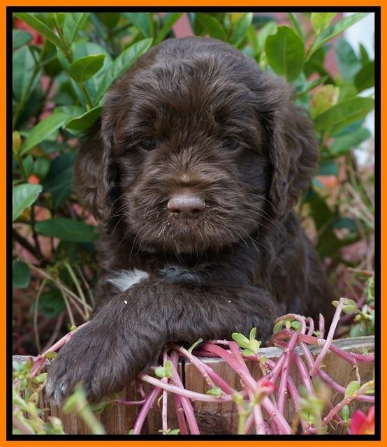 LIza Duke pups 5 wks old 231