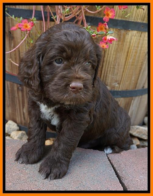 LIza Duke pups 5 wks old 241