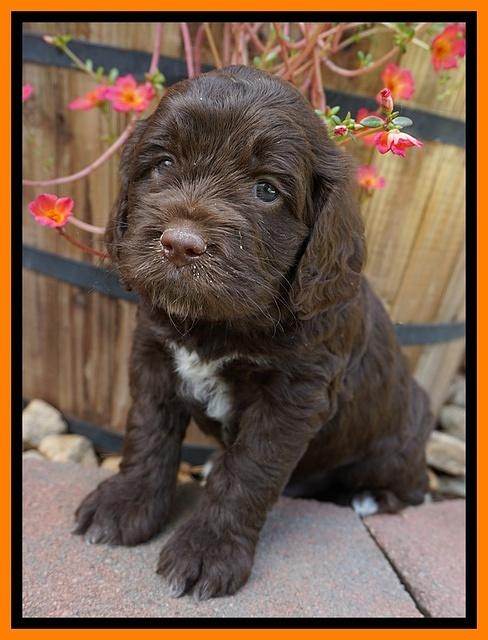 LIza Duke pups 5 wks old 251