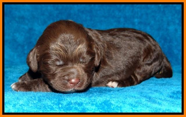 Liza Duke pups 1 wk old 121