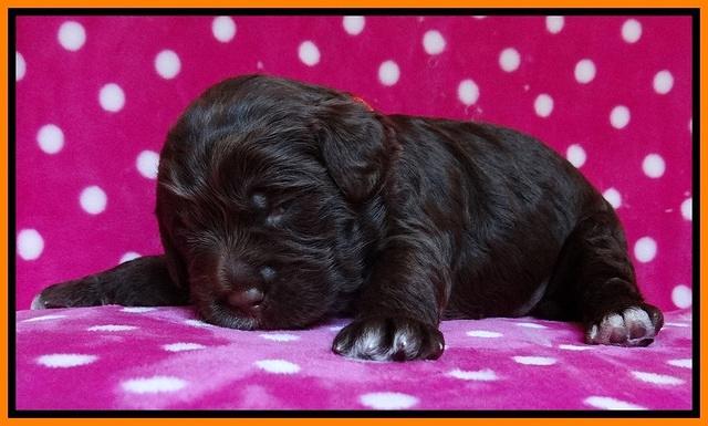 Liza Duke pups 2 wks old 121