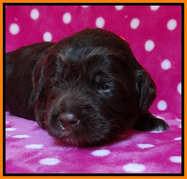 Liza Duke pups 2 wks old 141