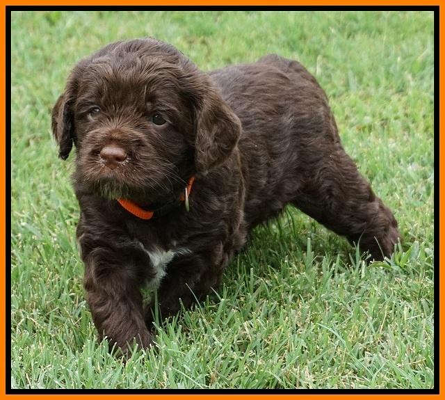 Liza Duke pups 4 wks old 201