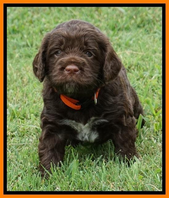 Liza Duke pups 4 wks old 211