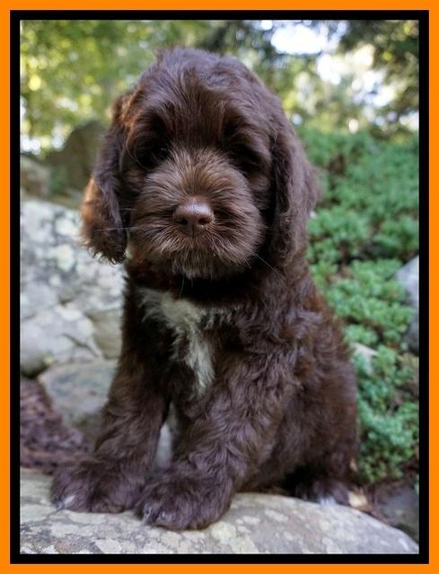 Liza Duke pups 8 wks old Org lt blue 021