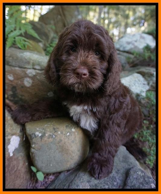 Liza Duke pups 8 wks old Org lt blue 034