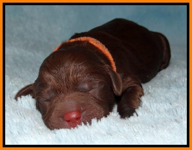 Liza Duke pups newborn 101