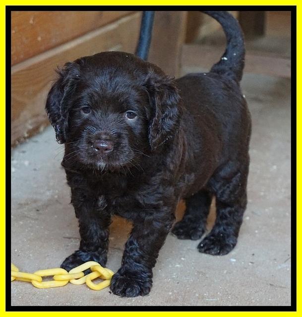 LIza Duke pups 5 wks old 271