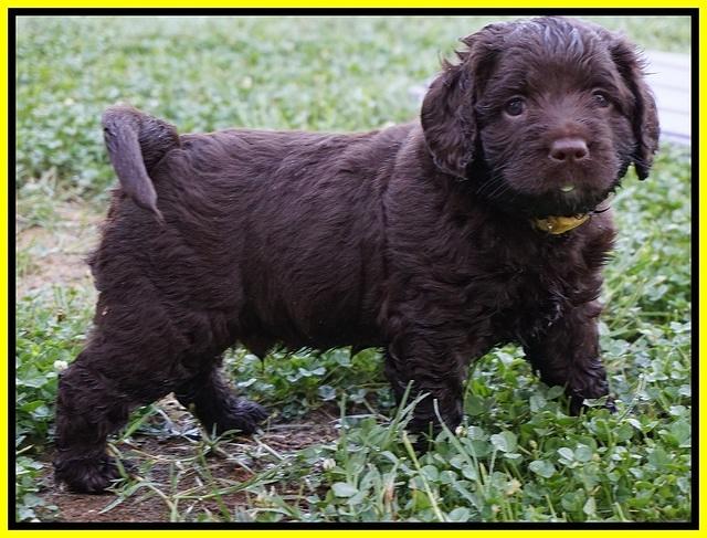 LIza Duke pups 5 wks old 281