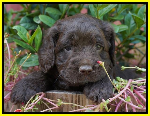 LIza Duke pups 5 wks old 311
