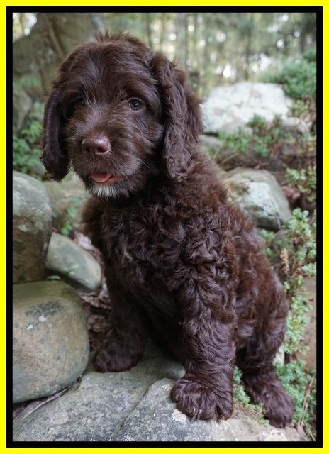 Liza Duke Yellow boy 8 wks old 022