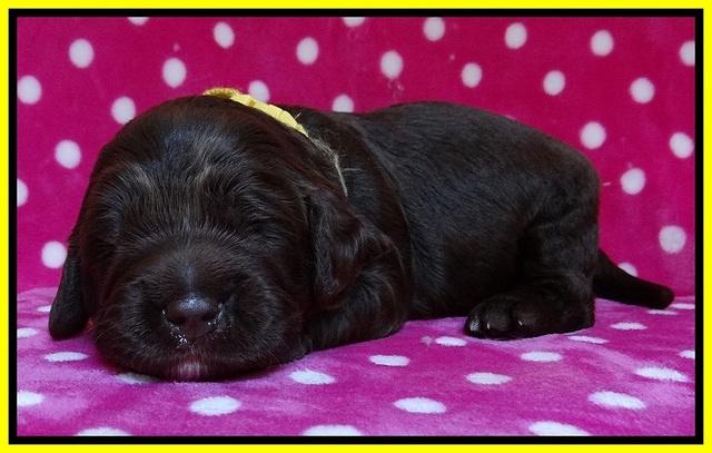 Liza Duke pups 2 wks old 151