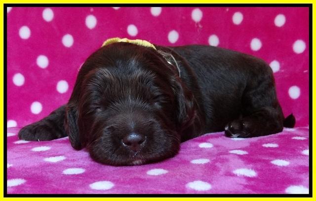 Liza Duke pups 2 wks old 171