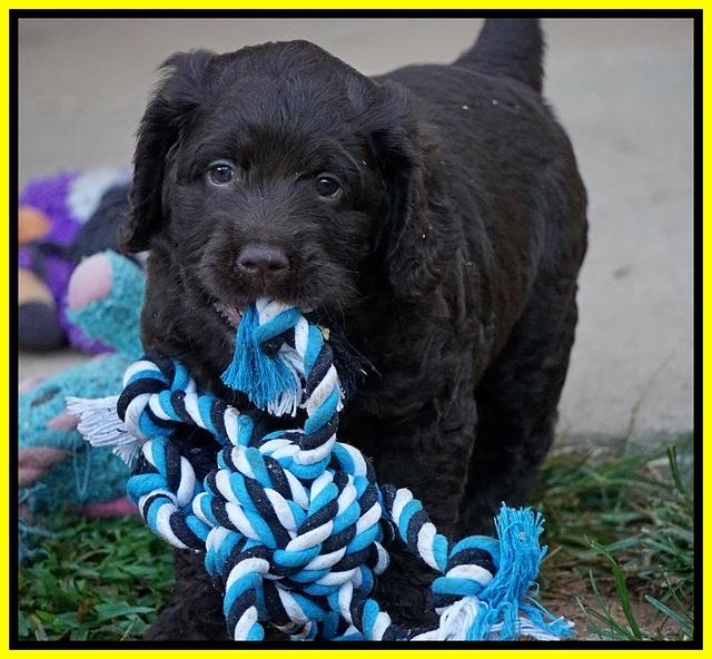 Liza Duke pups 6 wks old 451