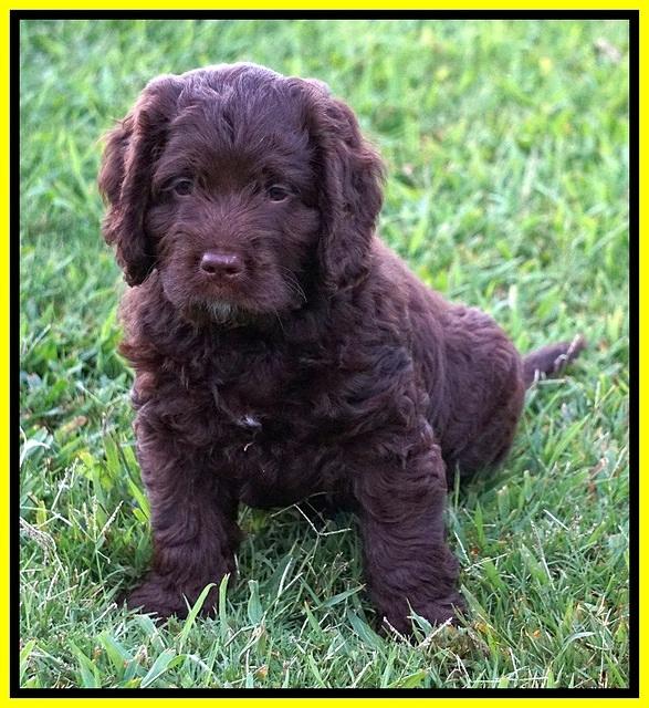 Liza Duke pups 7 wks old 371