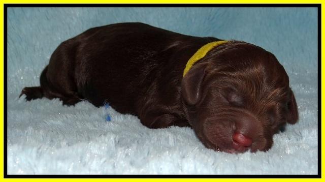 Liza Duke pups newborn 111