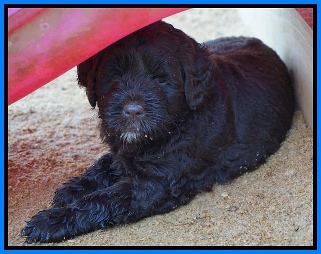 LIza Duke pups 5 wks old 371