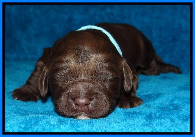 Liza Duke pups 1 wk old 151