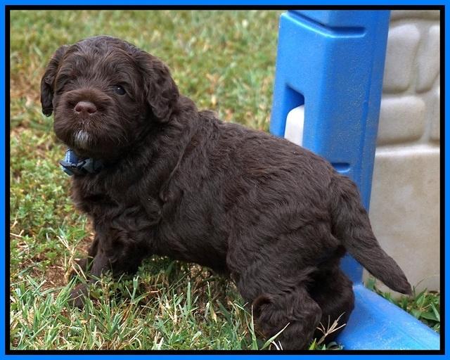 Liza Duke pups 4 wks old 281