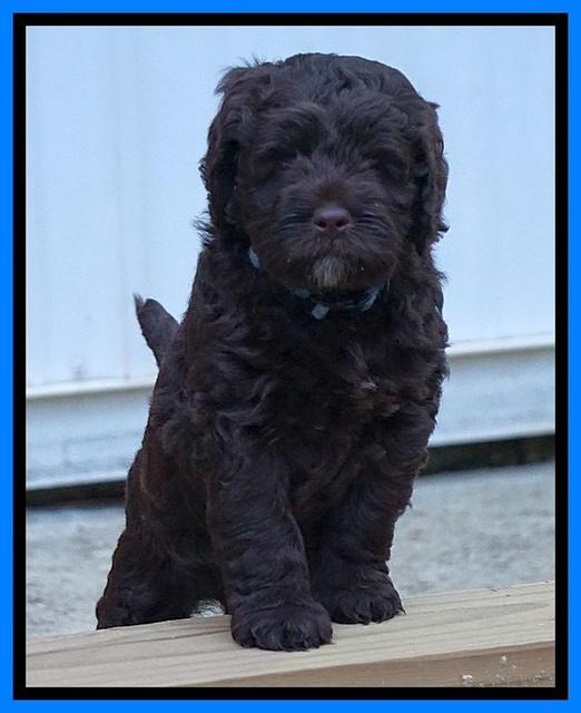 Liza Duke pups 6 wks old 481