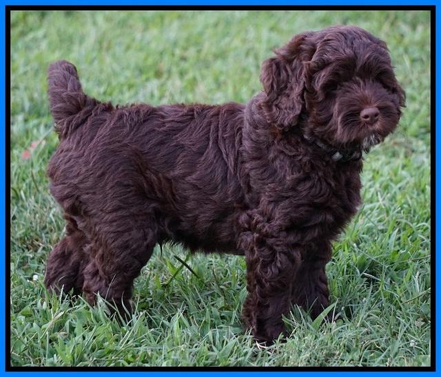 Liza Duke pups 7 wks old 441