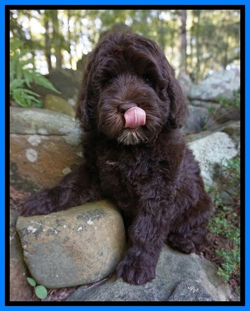 Liza Duke pups 8 wks old Org lt blue 050