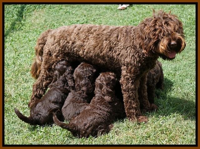 Liza Duke pups 7 wks old 471