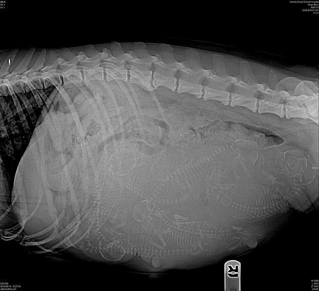 Bess Dempsey preg xray day 54