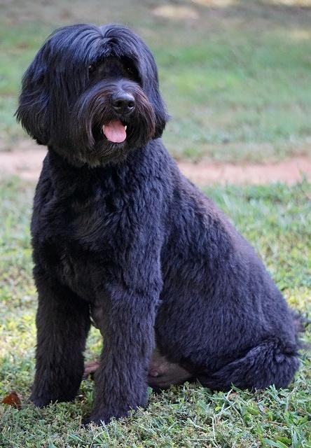 Romp 2015 Bess day 57 preg 4 139