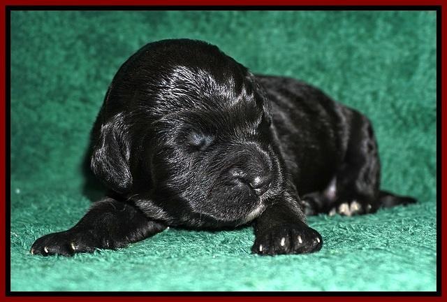 Bess Dempsey pups 1 wk old 91