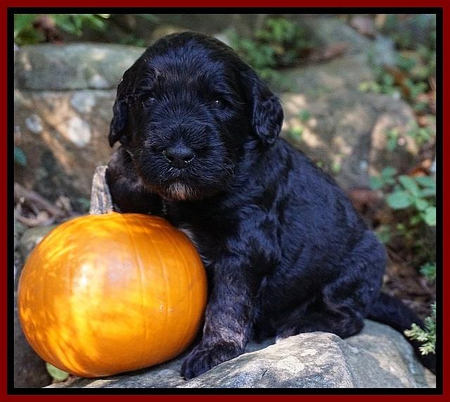 Bess Dempsey pups 3 wks old 141