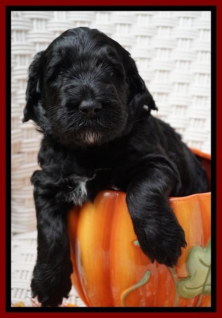 Bess Dempsey pups 4 wks old 13100