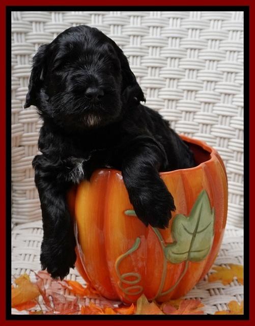 Bess Dempsey pups 4 wks old 14100