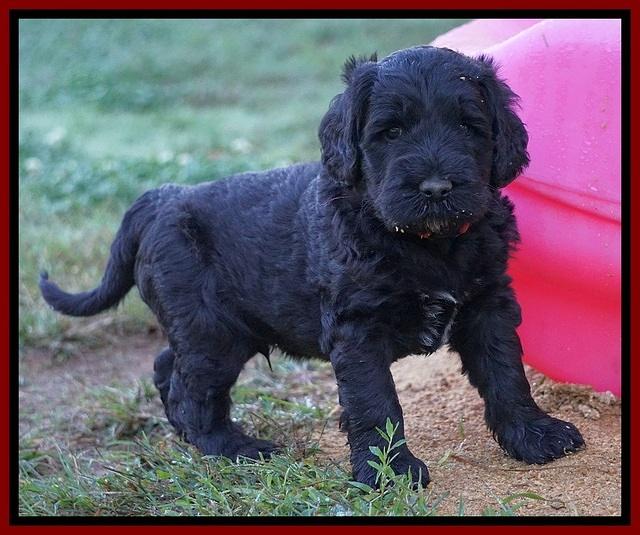 Bess Dempsey pups 5 wks old 161
