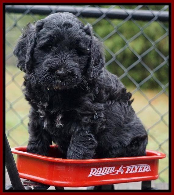 Bess Dempsey pups 6 wks old 181