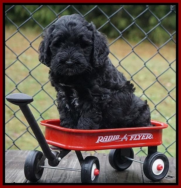 Bess Dempsey pups 6 wks old 191