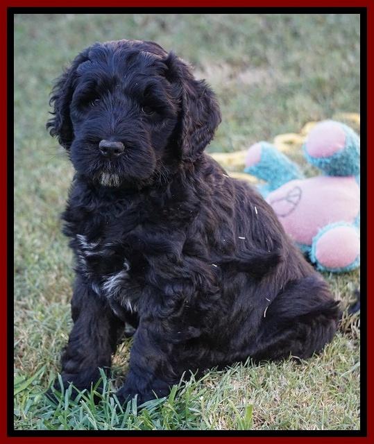 Bess Dempsey pups 7 wks old 171