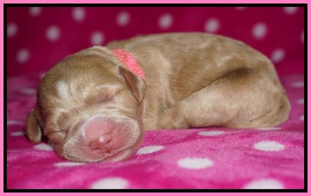 Bess Dempsey Newborn 11